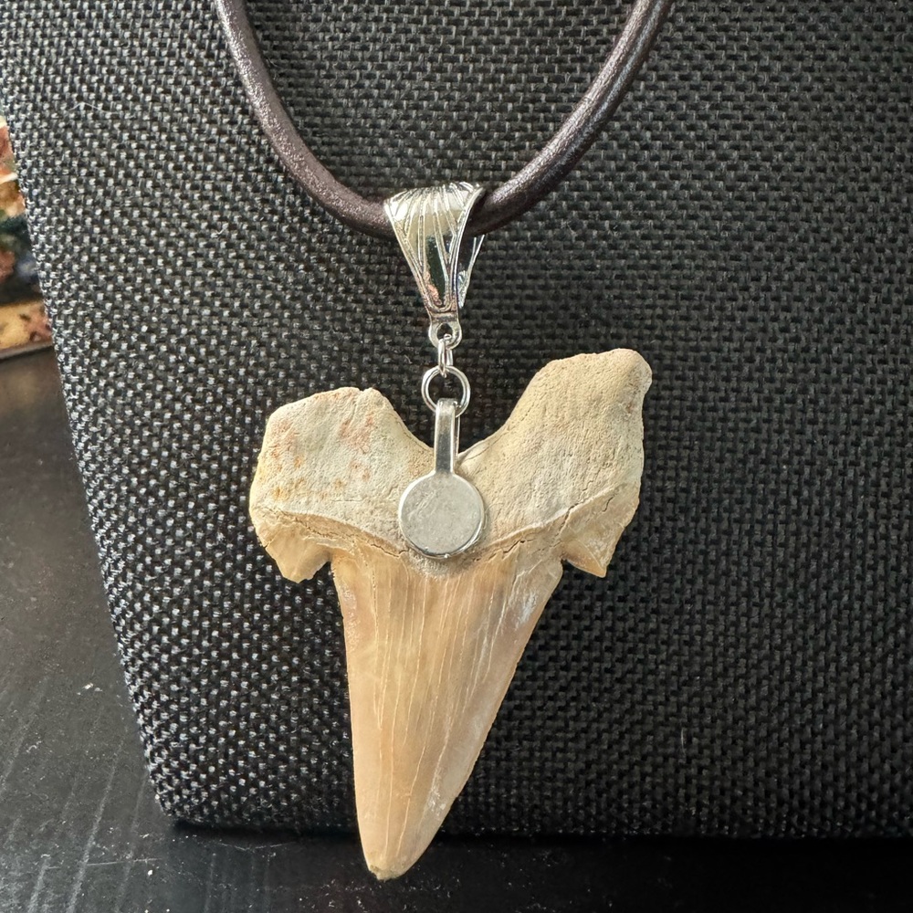 Authentic Shark Tooth Pendant Necklace on Brown Leather Cord - Picture 6 of 6